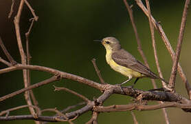 Pygmy Sunbird