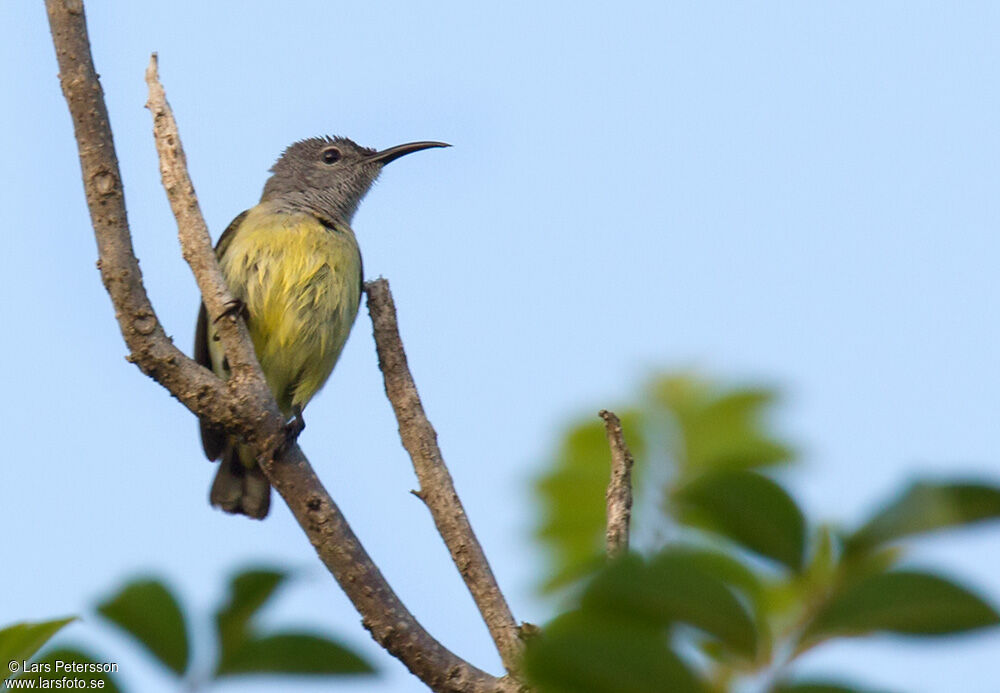 Black Sunbird