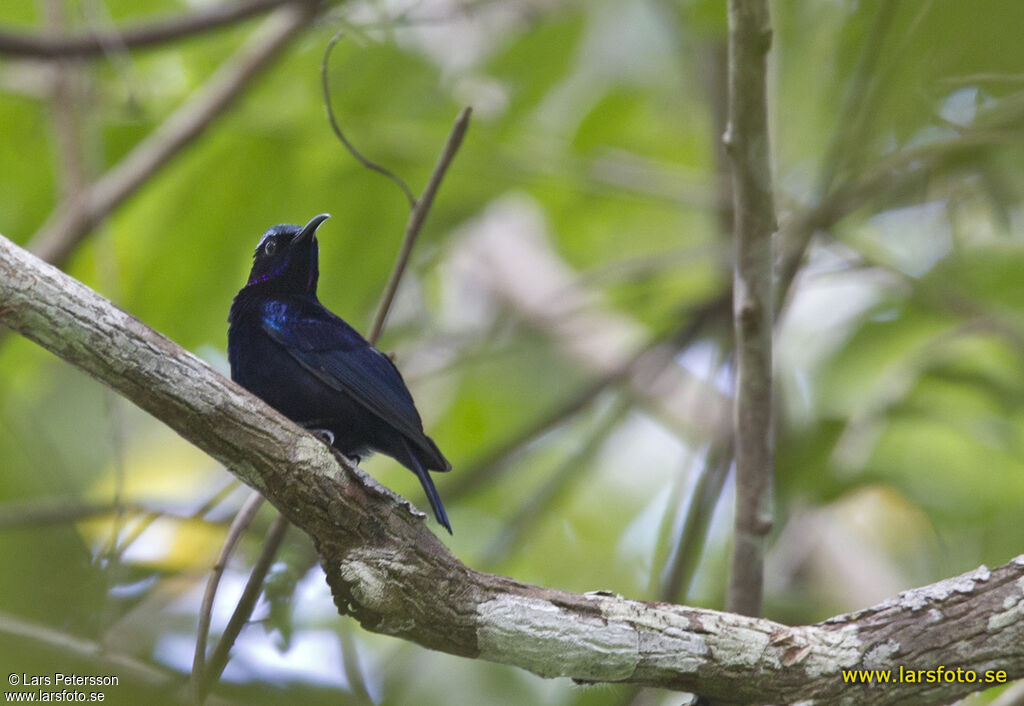 Black Sunbird