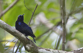 Black Sunbird