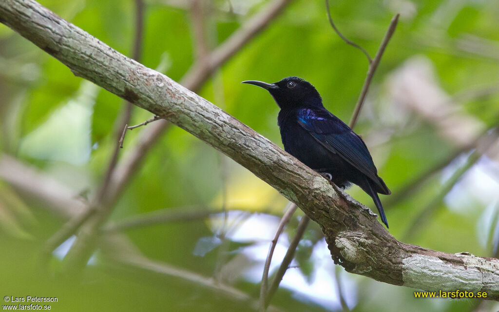 Black Sunbird