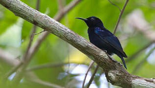 Black Sunbird