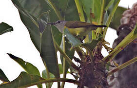 Black Sunbird