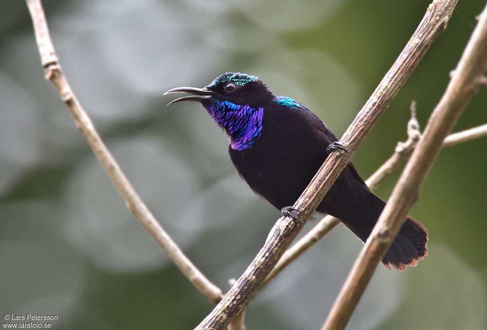 Black Sunbird