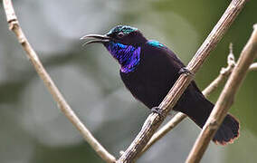 Black Sunbird