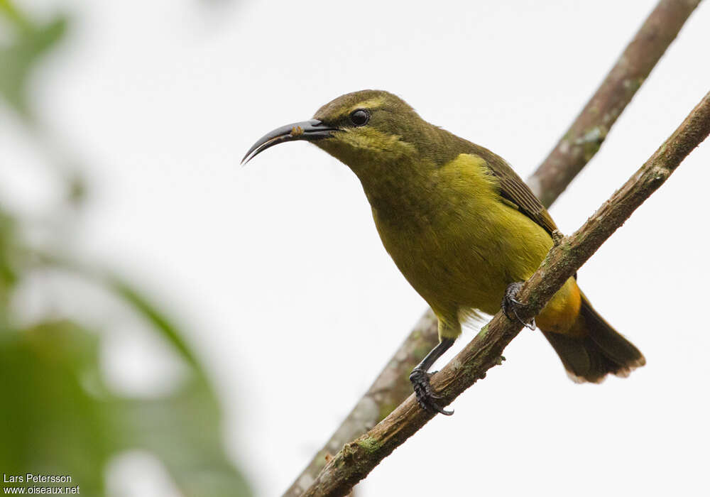 Superb Sunbird female adult, close-up portrait, pigmentation