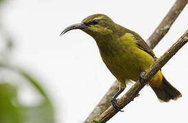 Superb Sunbird