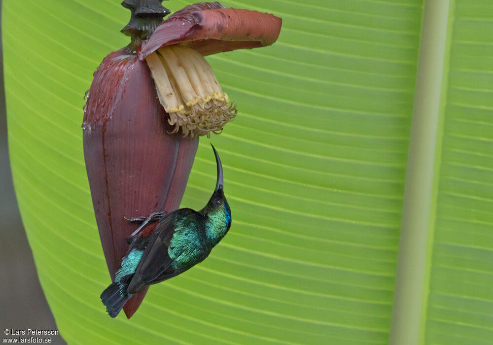 Superb Sunbird