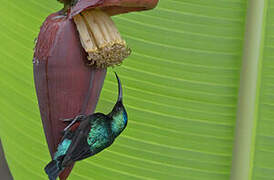 Superb Sunbird