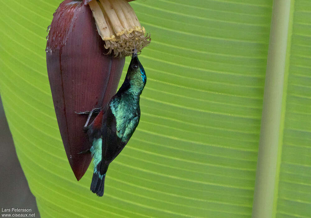 Superb Sunbird male adult, eats