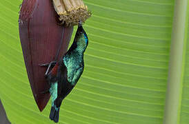 Superb Sunbird