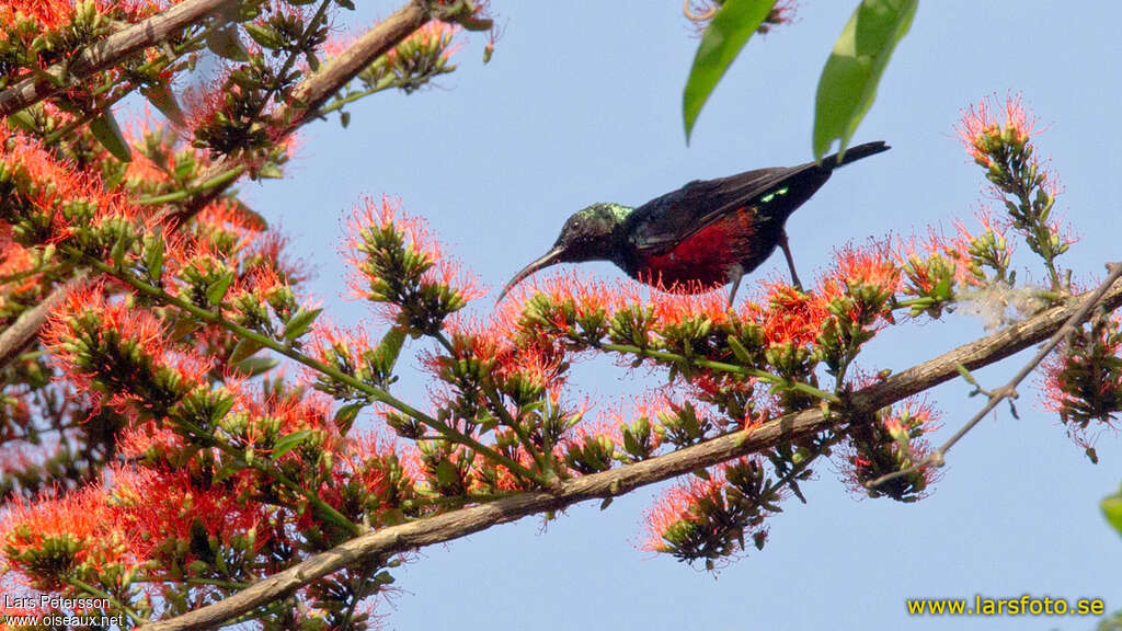 Superb Sunbird male adult, eats