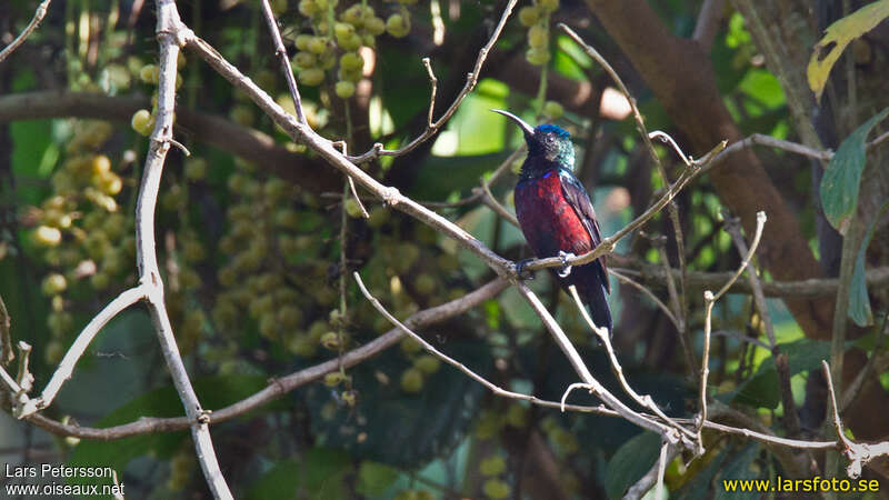Superb Sunbird male adult, habitat