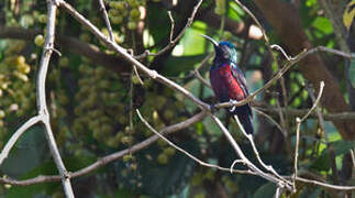 Superb Sunbird