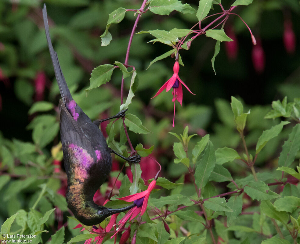 Tacazze Sunbird