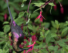 Tacazze Sunbird