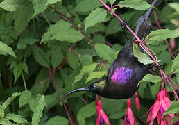 Tacazze Sunbird