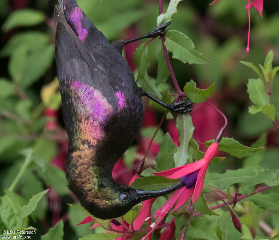 Tacazze Sunbird