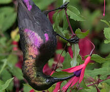 Tacazze Sunbird