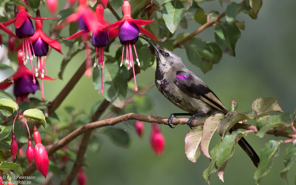 Tacazze Sunbird