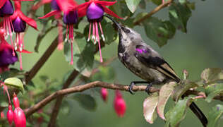 Tacazze Sunbird