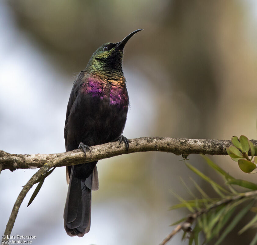 Tacazze Sunbird