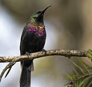 Tacazze Sunbird