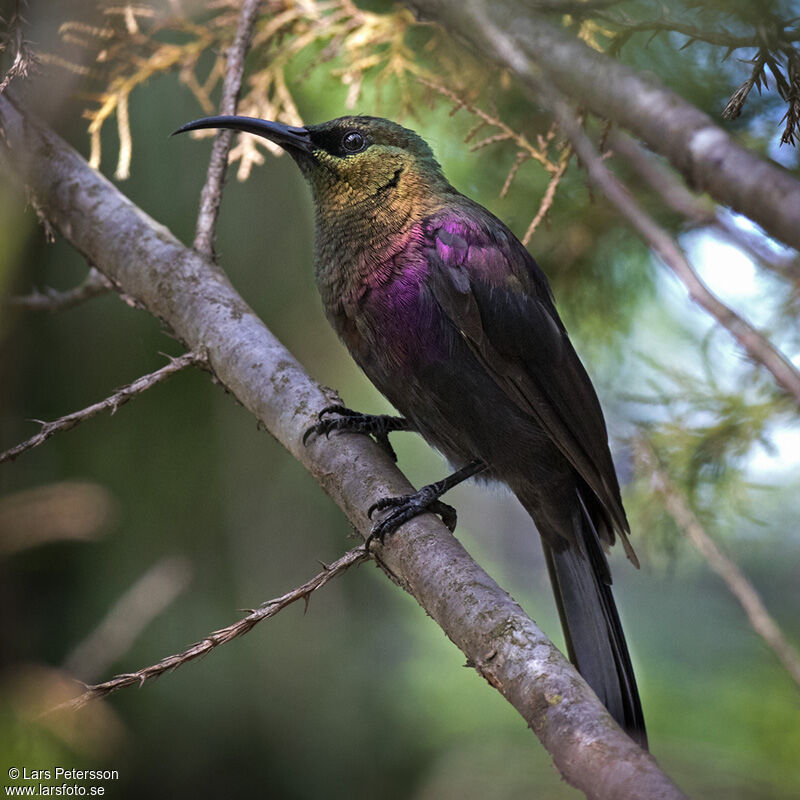 Tacazze Sunbird