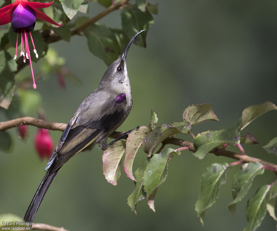 Tacazze Sunbird