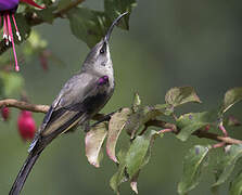 Tacazze Sunbird