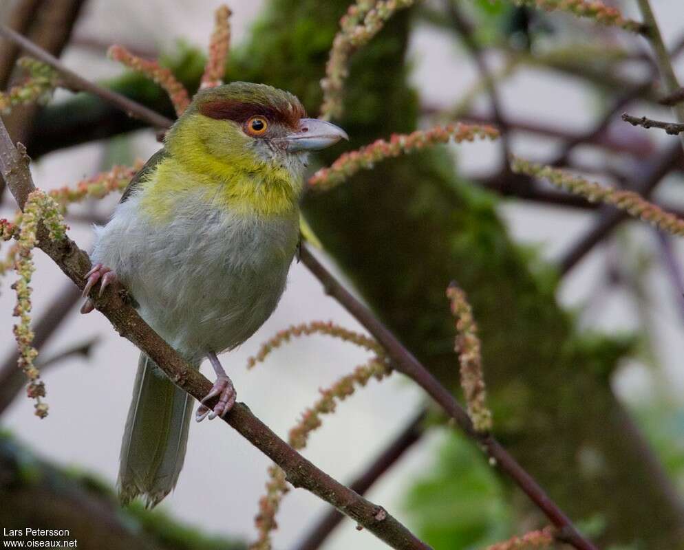 Rufous-browed Peppershrike, close-up portrait, pigmentation