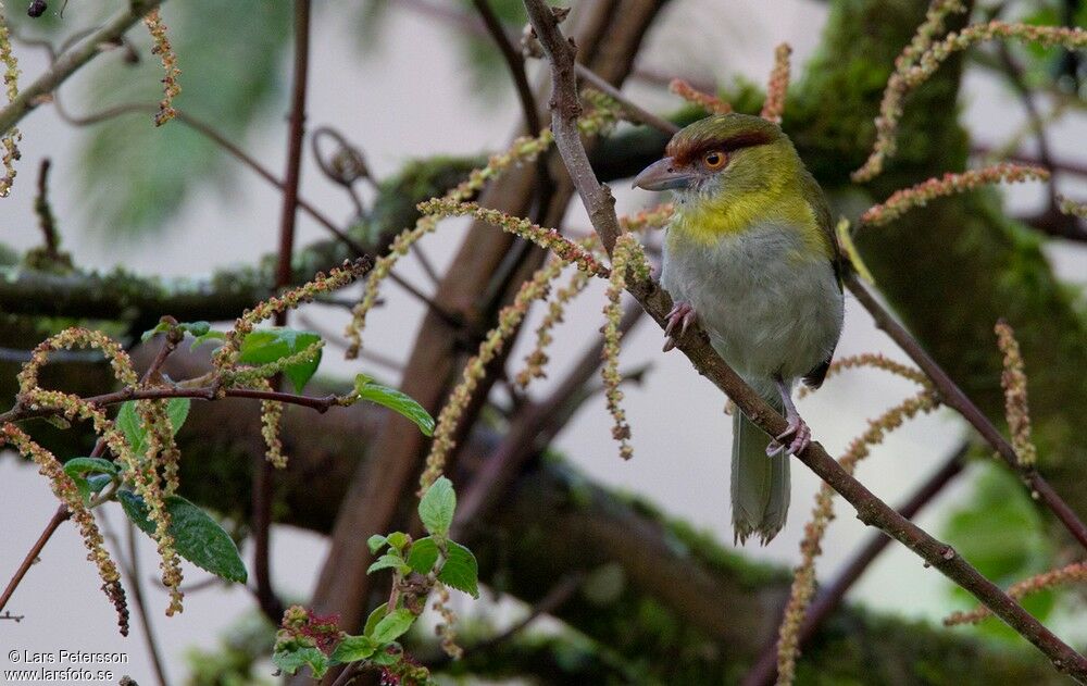 Rufous-browed Peppershrike