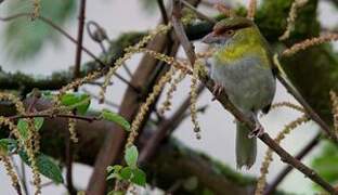 Rufous-browed Peppershrike