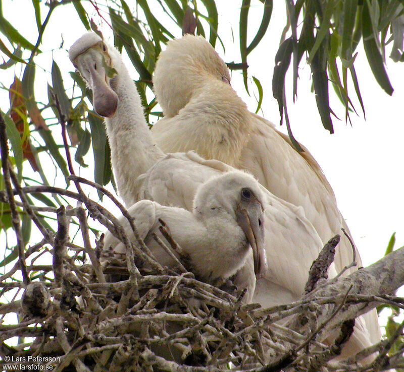 Yellow-billed Spoonbill