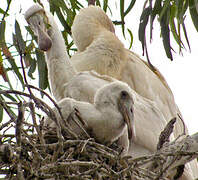 Yellow-billed Spoonbill