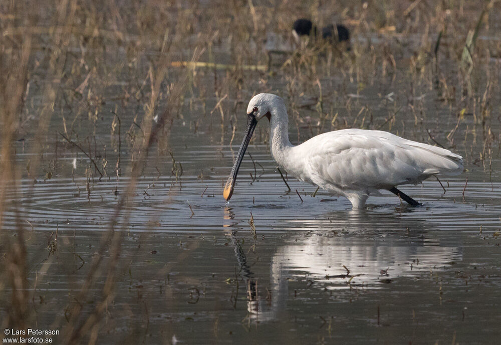 Eurasian Spoonbill