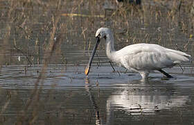 Eurasian Spoonbill