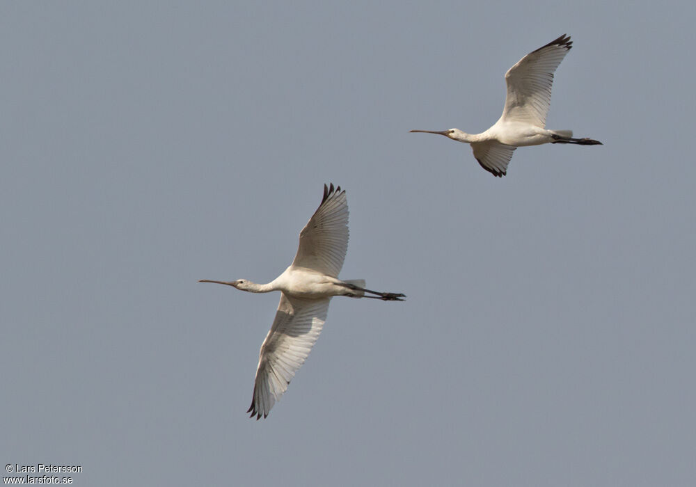 Eurasian Spoonbill