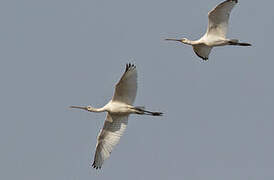 Eurasian Spoonbill