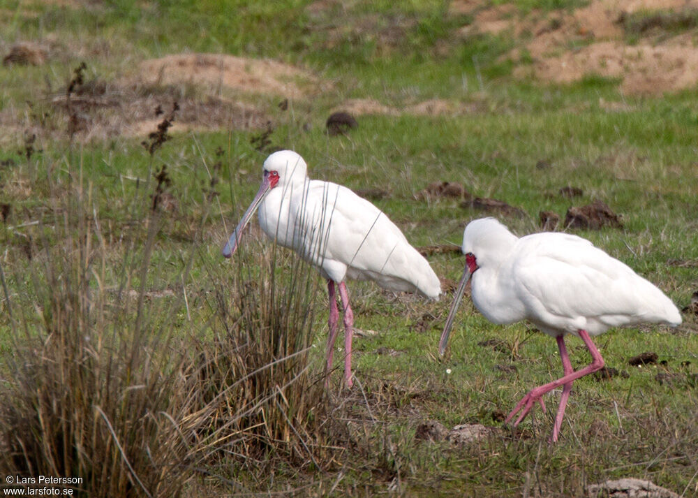 African Spoonbill