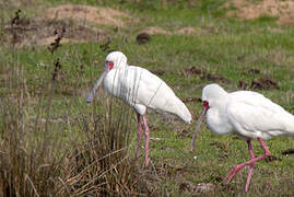 African Spoonbill