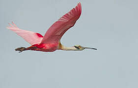 Roseate Spoonbill