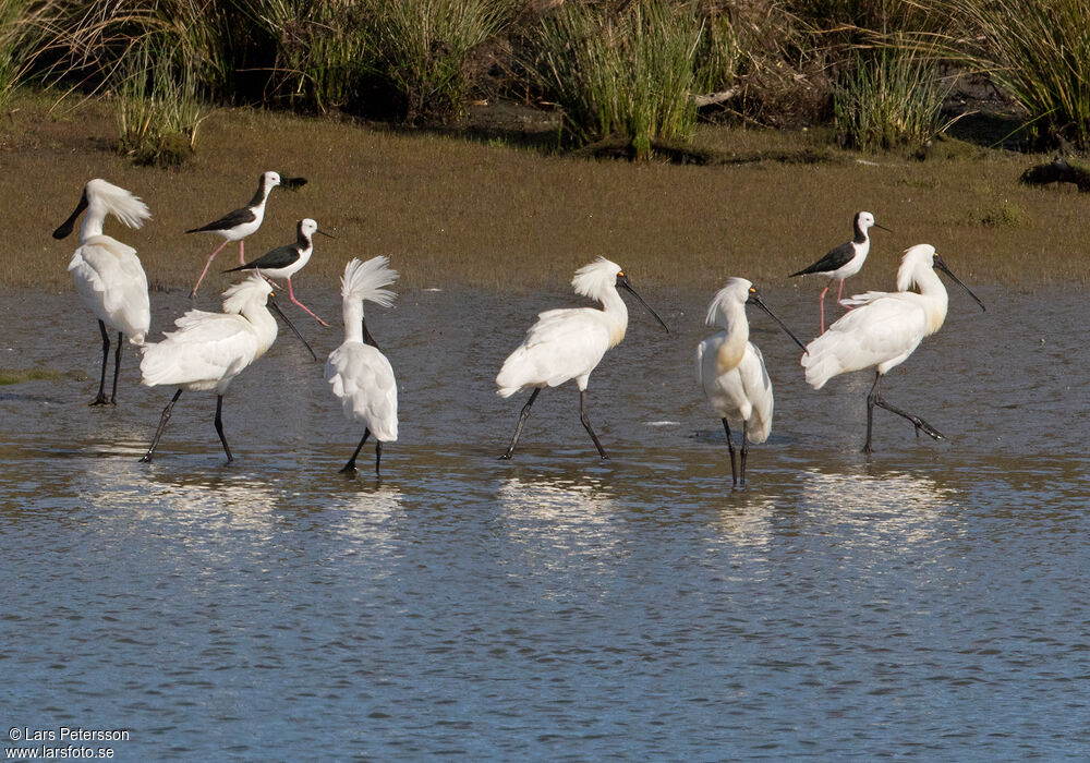 Royal Spoonbill