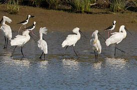 Royal Spoonbill