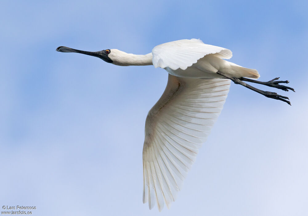 Royal Spoonbill