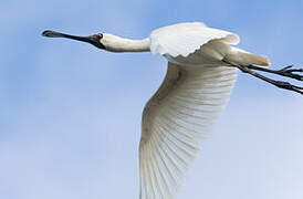 Royal Spoonbill