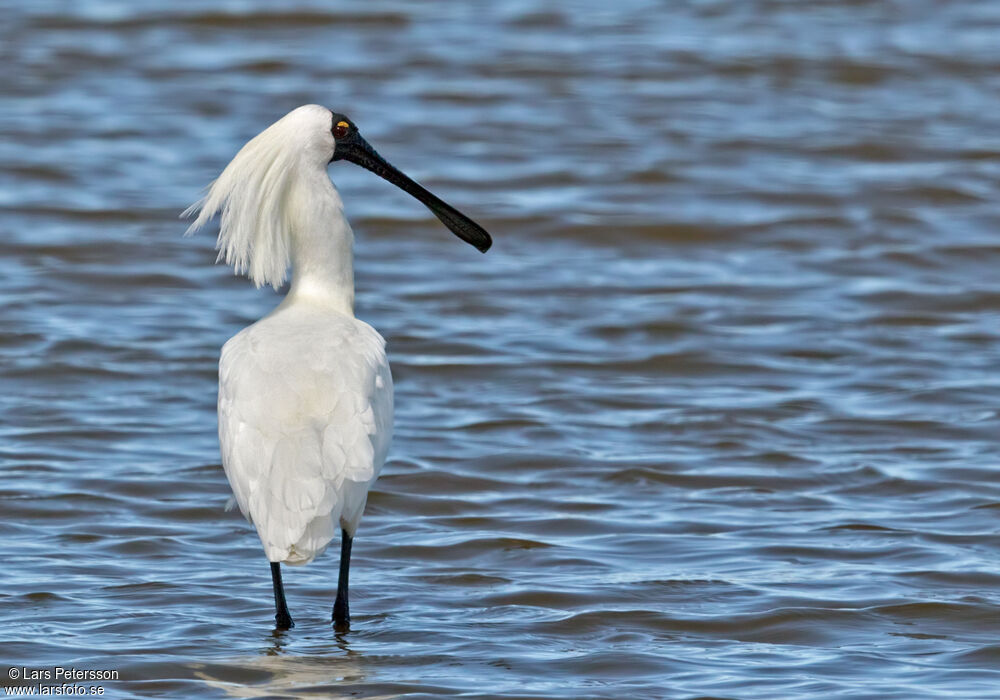 Royal Spoonbill