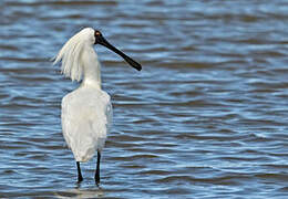 Royal Spoonbill