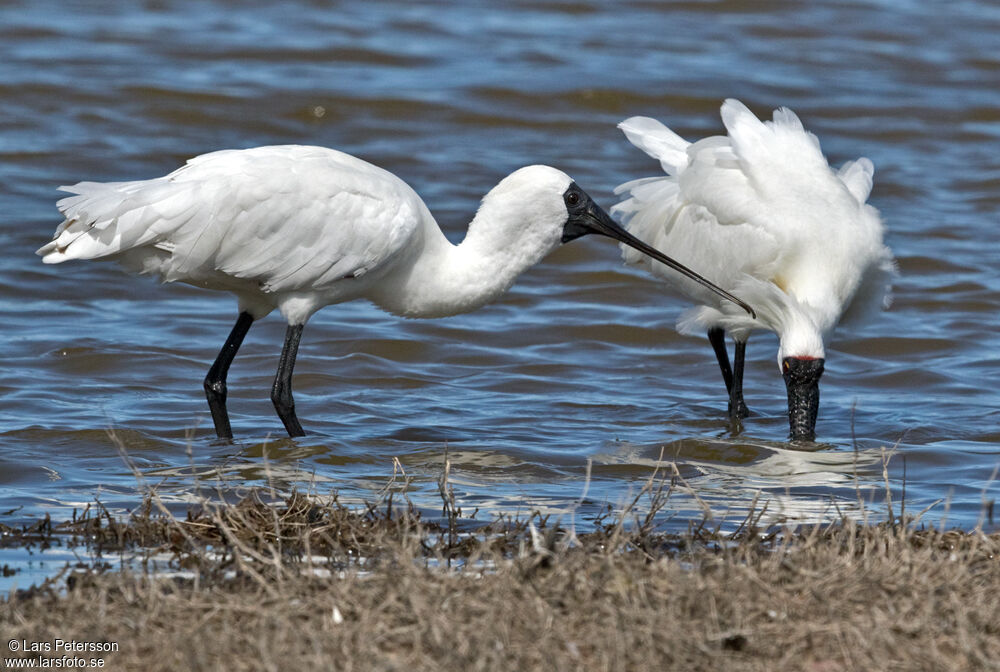 Royal Spoonbill