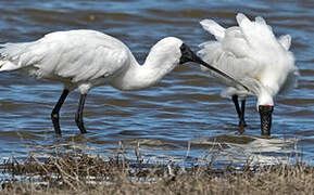 Royal Spoonbill